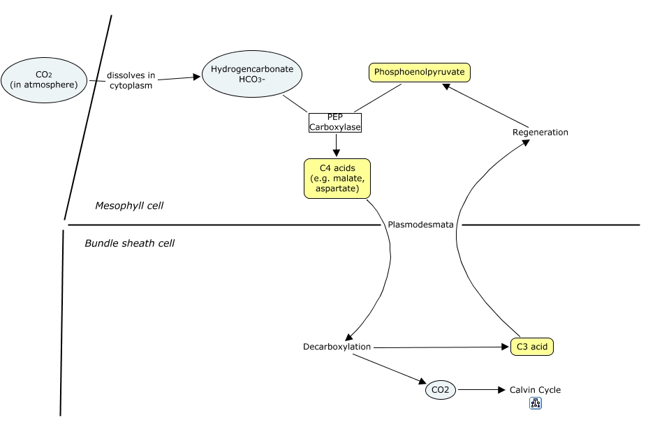 C4 Pathway